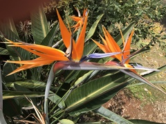Strelitzia reginae