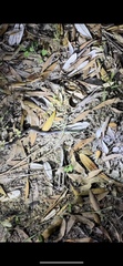Cacophis harriettae