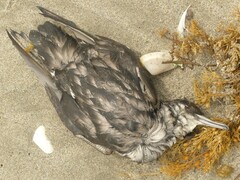Procellariidae