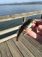 Leptocottus armatus