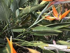 Strelitzia reginae