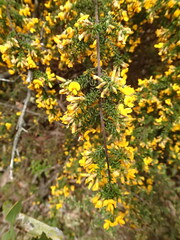 Pultenaea graveolens