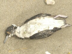 Procellariidae