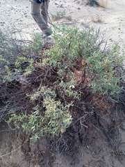 Atriplex semibaccata