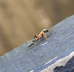 Pseudomyrmex gracilis