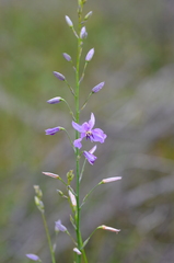 Arthropodium strictum