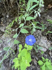 Evolvulus alsinoides