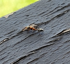 Pseudomyrmex gracilis