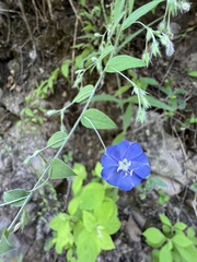 Evolvulus alsinoides