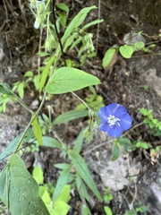 Evolvulus alsinoides