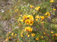 Pultenaea graveolens