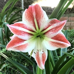 Hippeastrum