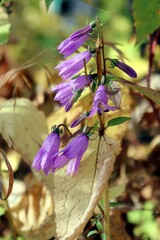 Campanula rapunculoides