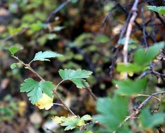 Ribes oxyacanthoides