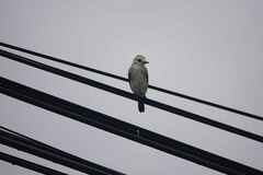 Arundinicola leucocephala