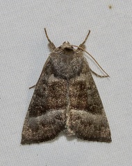 Papaipema eupatorii