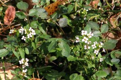 Nasturtium officinale