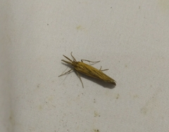 Thaumatopsis pexellus