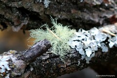 Usnea hirta