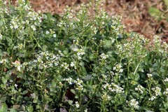 Nasturtium officinale