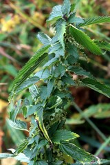Urtica gracilis