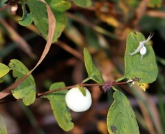 Symphoricarpos albus