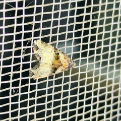 Lepidoptera
