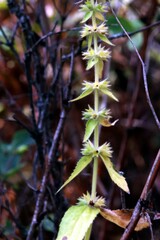 Stachys pilosa