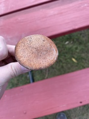 Suillus lakei