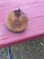 Suillus lakei