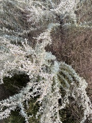 Artemisia filifolia
