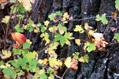 Ribes oxyacanthoides