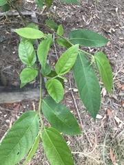 Ficus coronata
