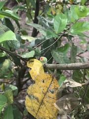Ficus coronata