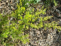 Leptospermum trinervium