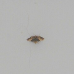 Pyralis pictalis