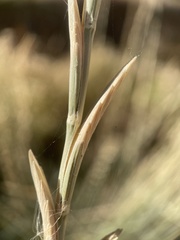 Thinopyrum obtusiflorum