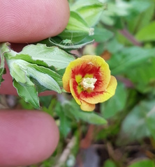 Oenothera epilobiifolia