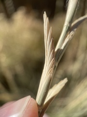 Thinopyrum obtusiflorum