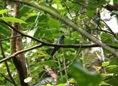 Cerulean Paradise-Flycatcher photo 3