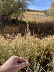 Thinopyrum obtusiflorum