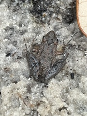 Acris gryllus dorsalis