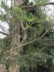 Melaleuca alternifolia