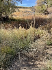 Thinopyrum obtusiflorum