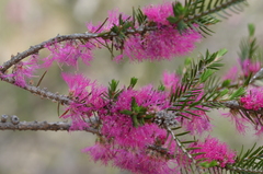 Melaleuca wilsonii