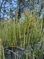 Ephedra viridis