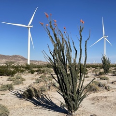 Fouquieria splendens splendens