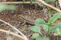 Ameiva ameiva
