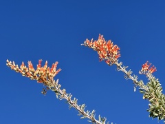 Fouquieria splendens splendens