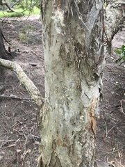 Melaleuca alternifolia